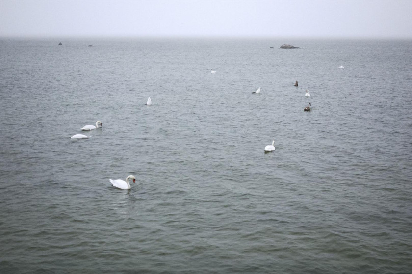 Swan Circle [Círculo do Cisne]